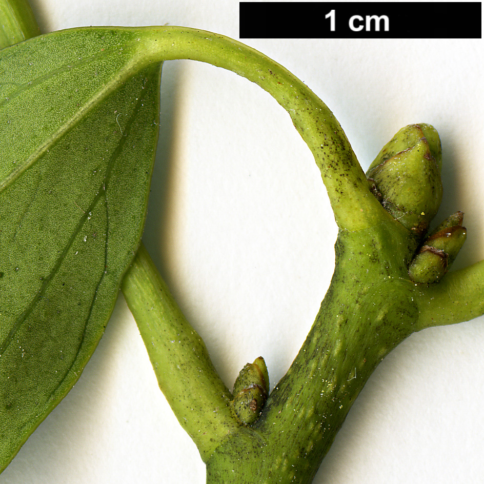 High resolution image: Family: Araliaceae - Genus: Hedera - Taxon: nepalensis - SpeciesSub: var. sinensis